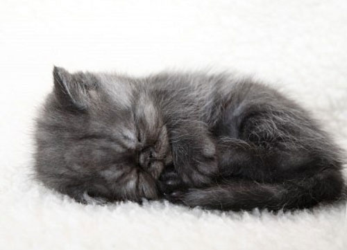 gray-kitten-very-cute-cat