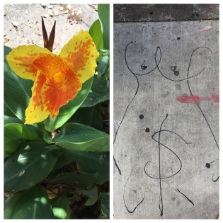 Just a beautiful flower on the sidewalk. Just a women's monetized privates on the sidewalk. #thebestandtheworst